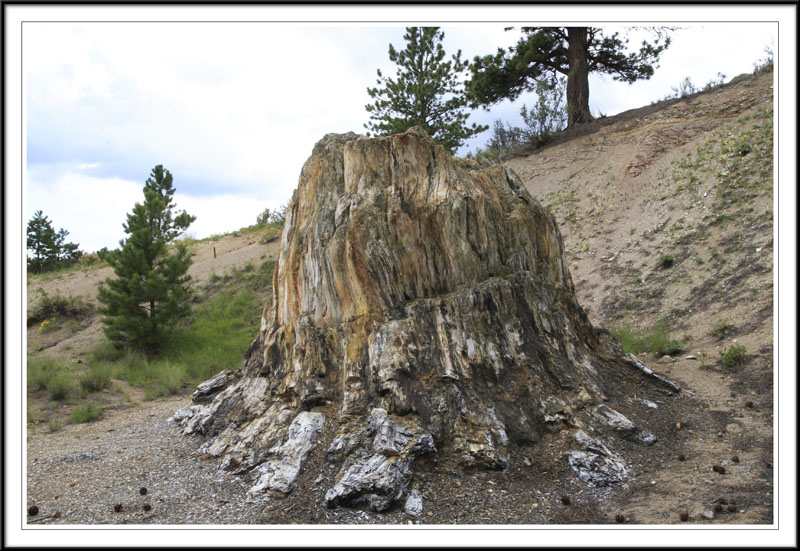 ������� :: ���������� ��� (Petrified forest) :: ���������� 2