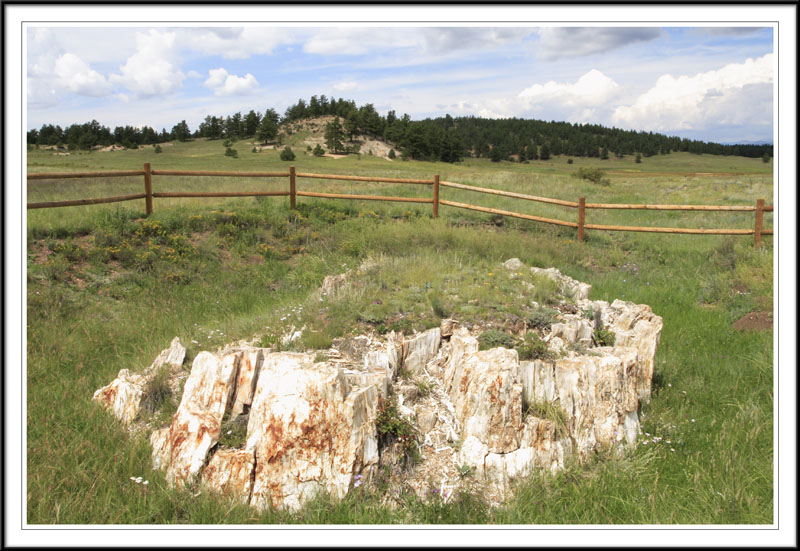 ������� :: ���������� ��� (Petrified forest) :: ���������� 2
