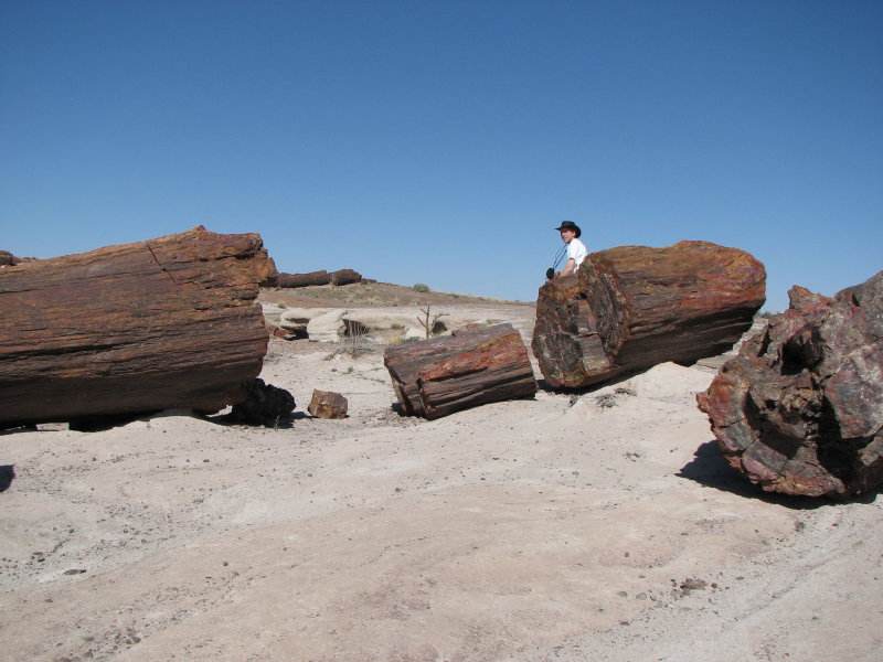 ������� :: ���������� ��� (Petrified forest) :: ���������� 2