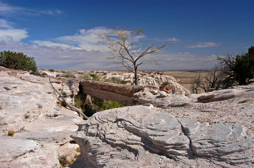 ������� :: ���������� ��� (Petrified forest) ���� 61