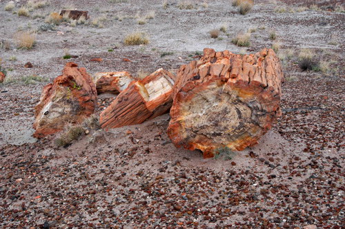 ������� :: ���������� ��� (Petrified forest) ���� 63