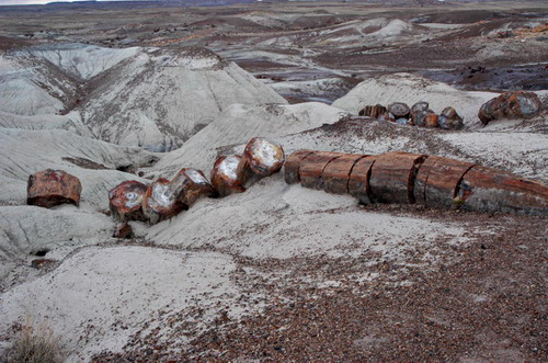 ������� :: ���������� ��� (Petrified forest) ���� 64