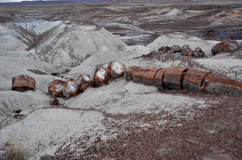 ������� :: ���������� ��� (Petrified forest) :: ���������� 2