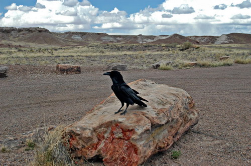 ������� :: ���������� ��� (Petrified forest) ���� 65