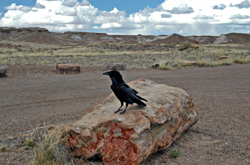 ������� :: ���������� ��� (Petrified forest) :: ���������� 2