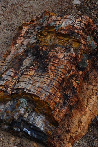 ������� :: ���������� ��� (Petrified forest) ���� 67