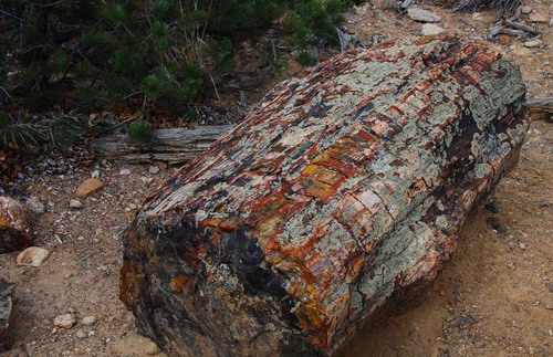 ������� :: ���������� ��� (Petrified forest) ���� 68