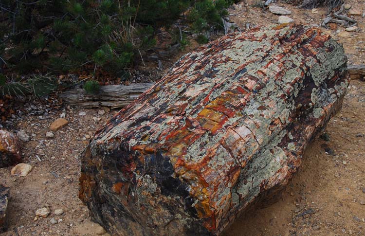 ������� :: ���������� ��� (Petrified forest) :: ���������� 2