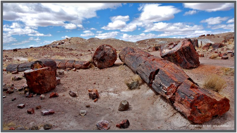 ������� :: ���������� ��� (Petrified forest) :: ���������� 2