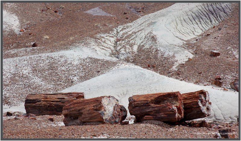 ������� :: ���������� ��� (Petrified forest) :: ���������� 2