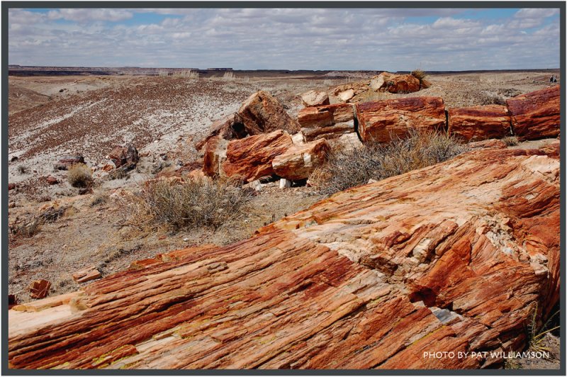 ������� :: ���������� ��� (Petrified forest) :: ���������� 2