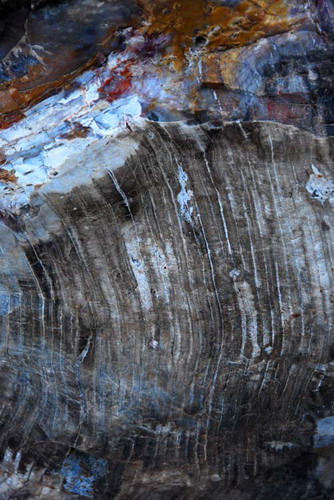 ������� :: ���������� ��� (Petrified forest) ���� 72