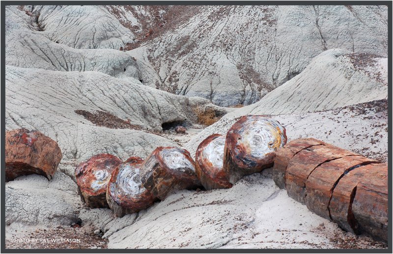 ������� :: ���������� ��� (Petrified forest) :: ���������� 2