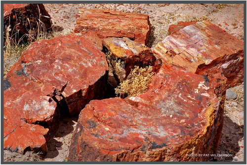 ������� :: ���������� ��� (Petrified forest) ���� 76