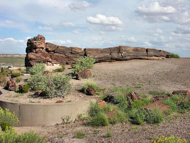 ������� :: ���������� ��� (Petrified forest) :: ���������� 2