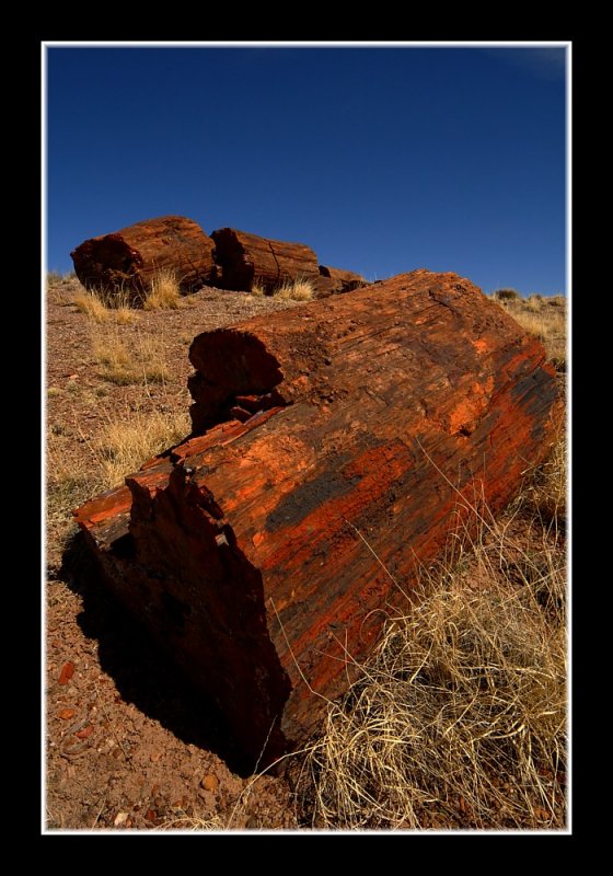 ������� :: ���������� ��� (Petrified forest) :: ���������� 2