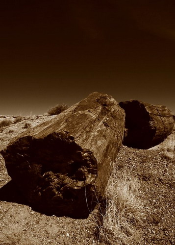 ������� :: ���������� ��� (Petrified forest) ���� 79