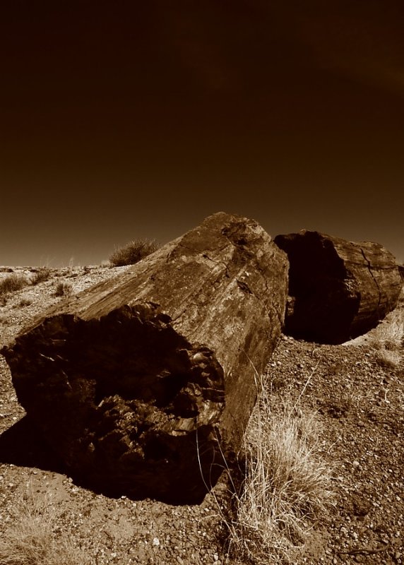 ������� :: ���������� ��� (Petrified forest) :: ���������� 2