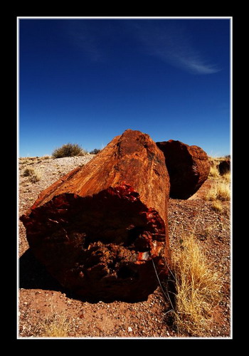 ������� :: ���������� ��� (Petrified forest) ���� 80