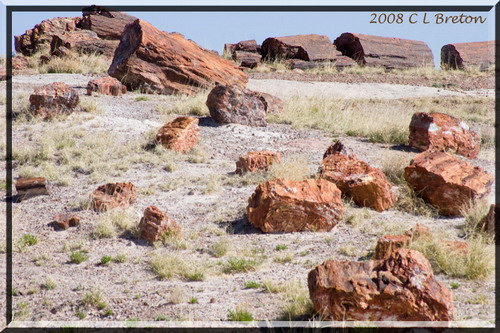 ������� :: ���������� ��� (Petrified forest) ���� 81