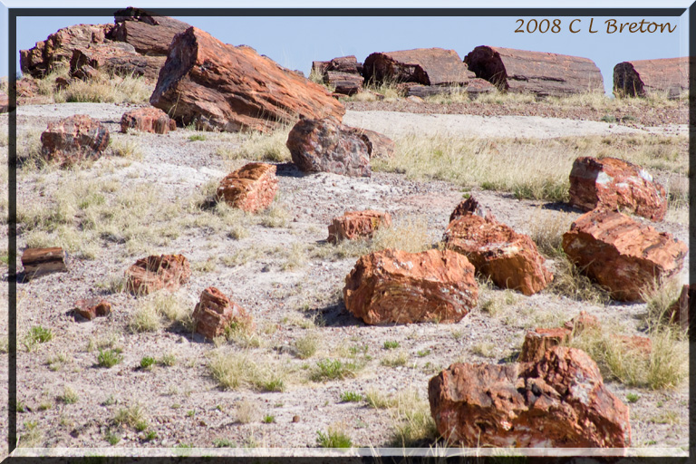 ������� :: ���������� ��� (Petrified forest) :: ���������� 2