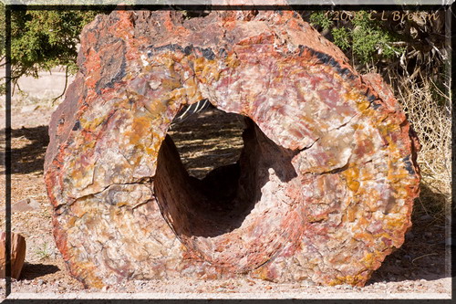 ������� :: ���������� ��� (Petrified forest) ���� 82
