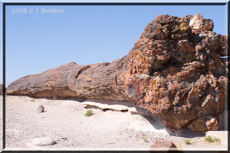 ������� :: ���������� ��� (Petrified forest) :: ���������� 2