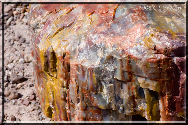 ������� :: ���������� ��� (Petrified forest) :: ���������� 2