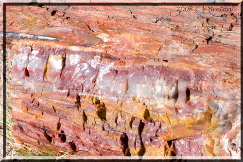 ������� :: ���������� ��� (Petrified forest) ���� 85