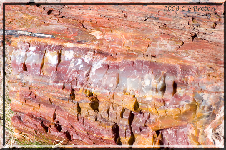������� :: ���������� ��� (Petrified forest) :: ���������� 2