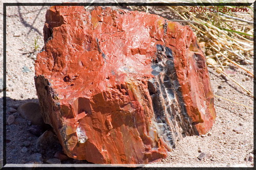 ������� :: ���������� ��� (Petrified forest) ���� 86