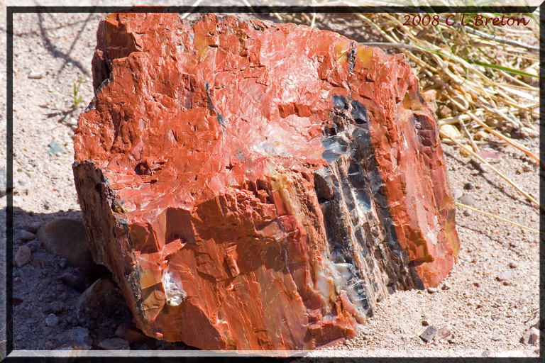 ������� :: ���������� ��� (Petrified forest) :: ���������� 2