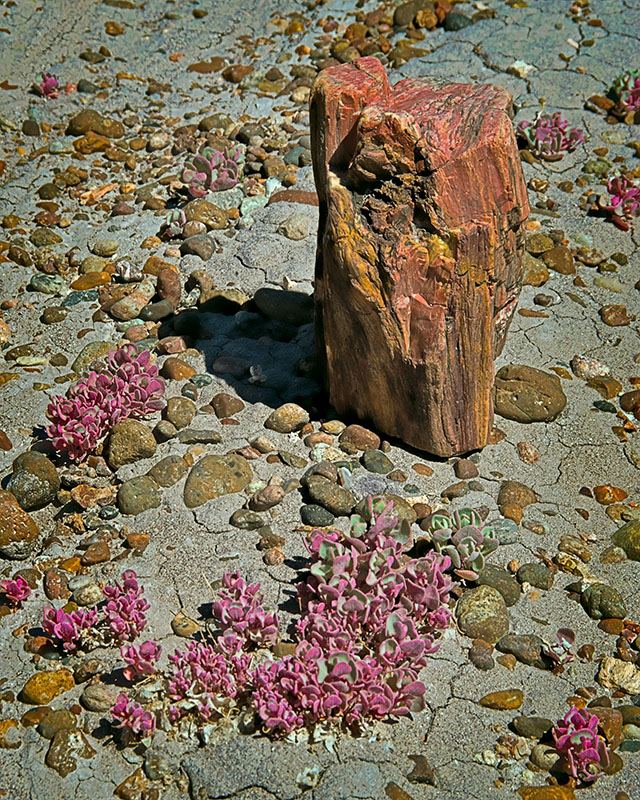������� :: ���������� ��� (Petrified forest) :: ���������� 2