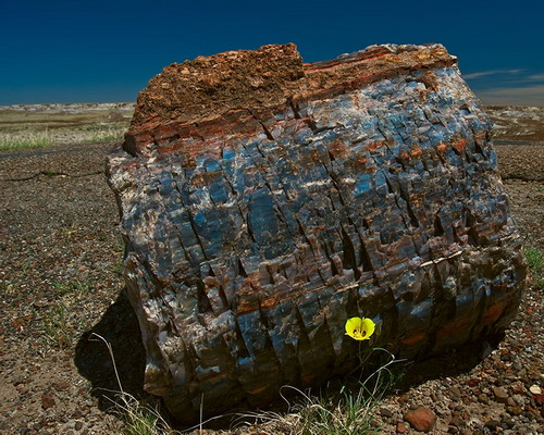 ������� :: ���������� ��� (Petrified forest) ���� 91