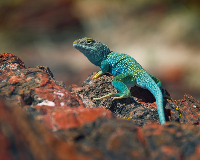 ������� :: ���������� ��� (Petrified forest) :: ���������� 2