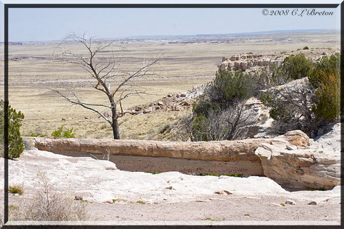 ������� :: ���������� ��� (Petrified forest) ���� 93