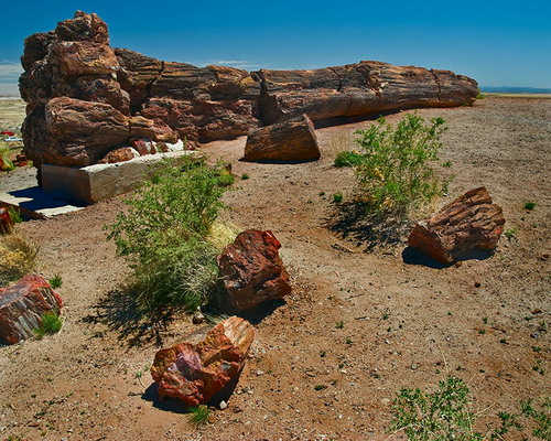  ::   (Petrified forest)