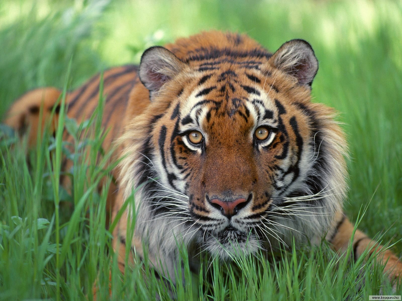 �������� ��� :: ������� :: ���������� 2