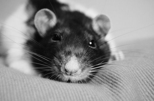 ������ ���� 13