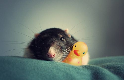 ������ :: ���������� 2