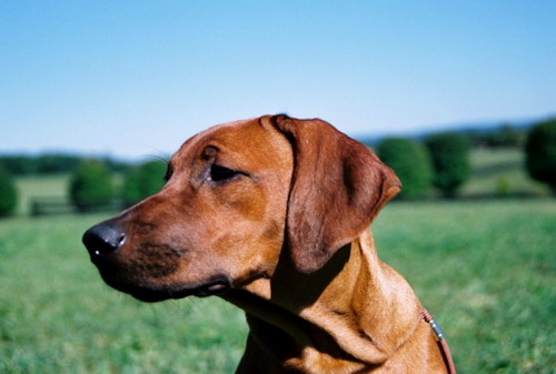 ����������� ������� ���� 11