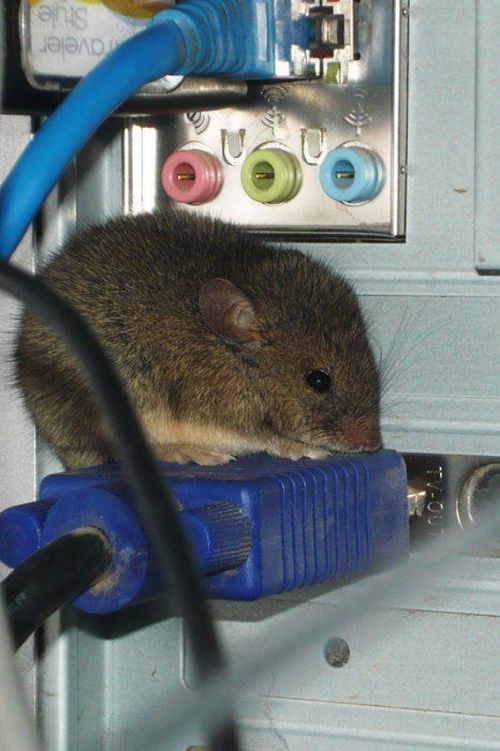 ������� :: ���������� 2