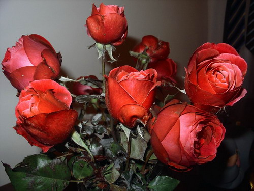 ������� :: ���� ���� 49
