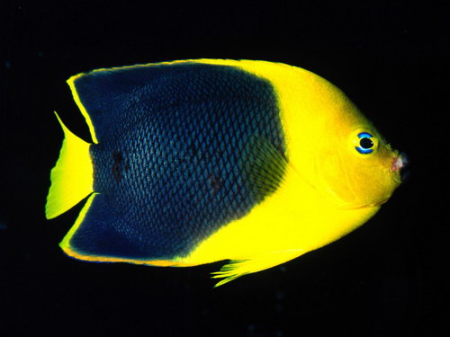 ������� :: ����� �� ������� ���� 64