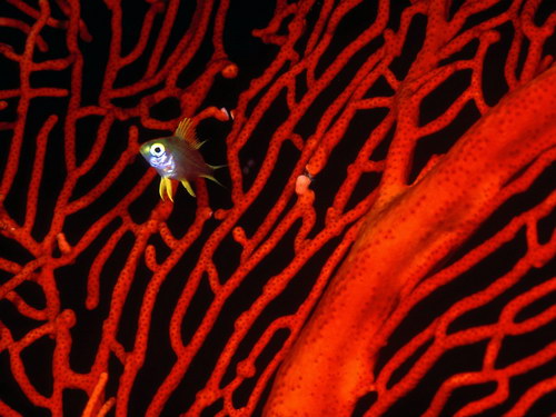 ���� �� ������� ���� :: ������� ���� ���� 50