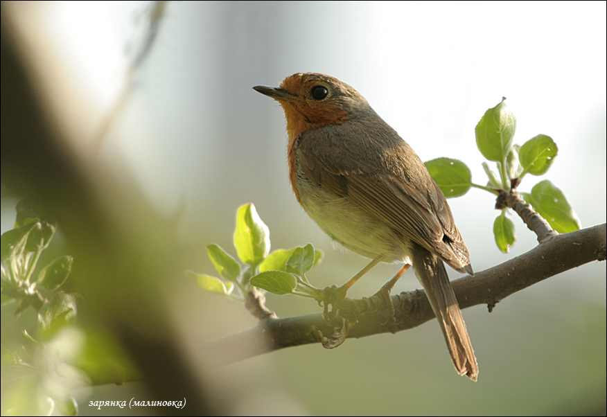 �������� ��� :: �� ����� ���� :: ���������� 1