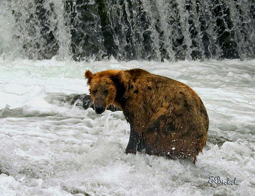 �������� ��� :: ����� ������� ���� 33