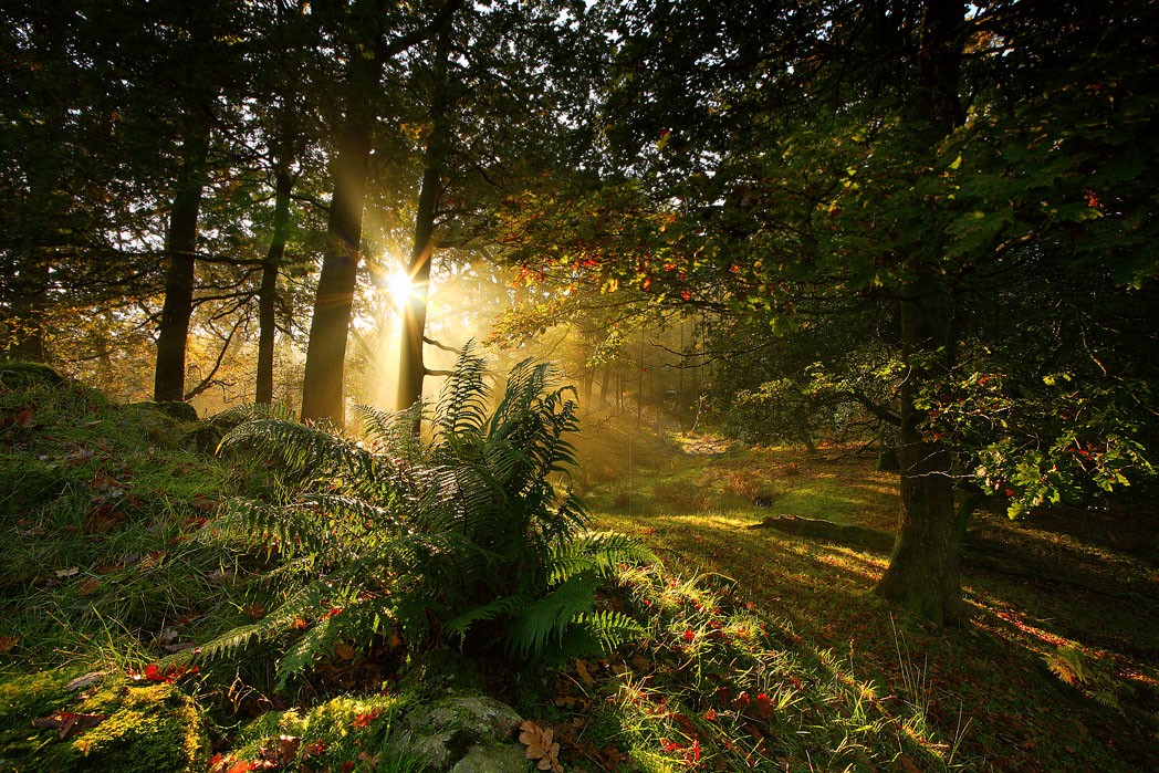 ������� :: �������� Steve Highfield :: ���������� 2