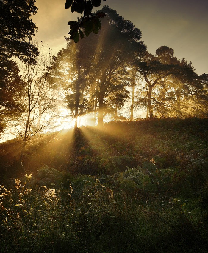 ������� :: �������� Steve Highfield :: ���������� 2