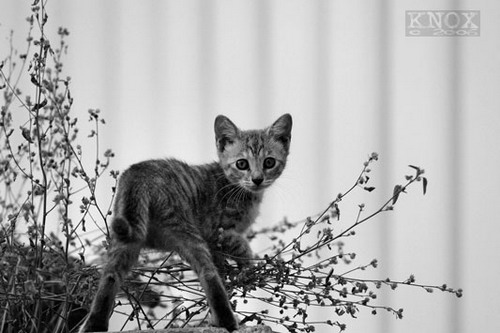 � ������ ����� ������ ���� �� ���� ���� 27